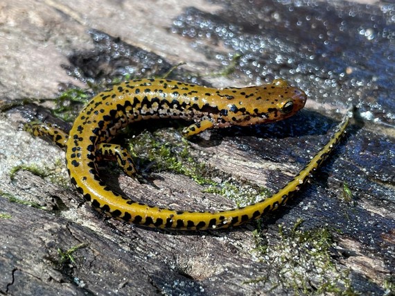 A long-tailed salamander crawling on ground.