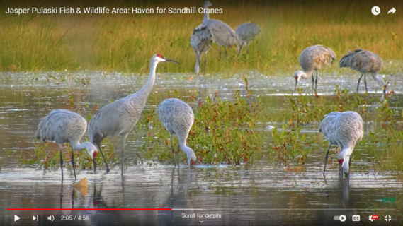 A screenshot of a YouTube video titled â€œJasper-Pulaski Fish & Wildlife Areaâ€¦â€ with cranes standing in grass.