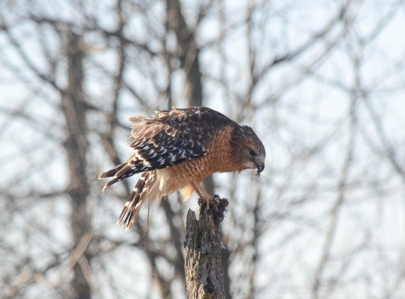 A red-shouldered hawk perched on a branch.