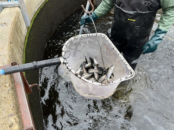 Skamania steelhead in a net.