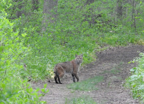 A bobcat standing on a path in green woods.