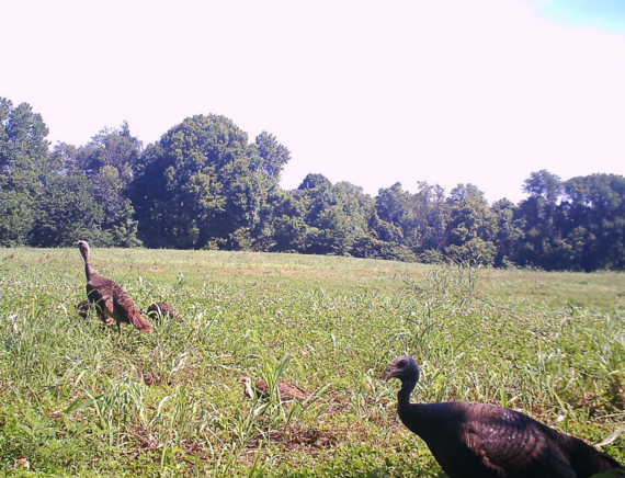 Two wild turkeys in grass caught on a trail camera.