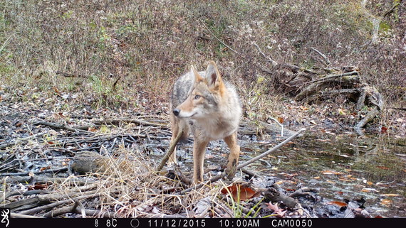 A coyote standing in a wooded area.