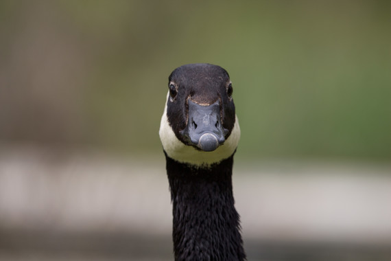 A close-up of a Canada goose looking directly at the camera.