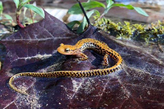 A long-tailed salamander on a leaf.