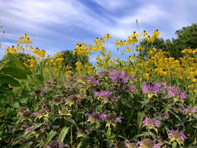 Wild purple and yellow cone flowers.