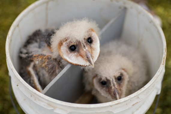 Two young barn owls in a bucket.