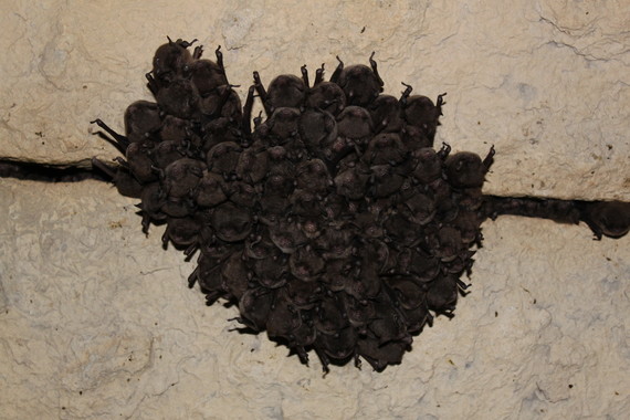 A cluster of hanging bats.