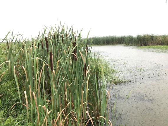 Cattails beside a wetland habitat.