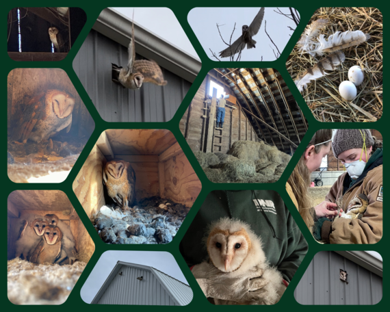 Collage of barn owl photos