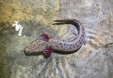 juvenile mudpuppy