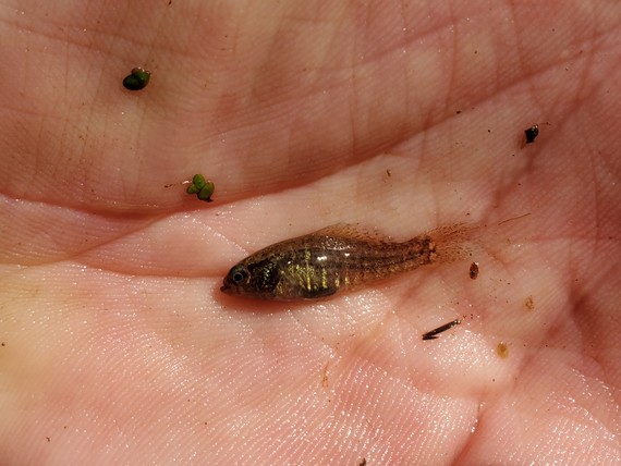 Banded Pygmy Sunfish in a palm after being collected during a survey