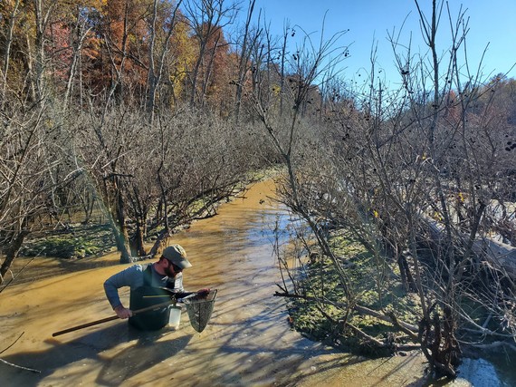 DNR biologists surveys for fish using a net, in a swamp