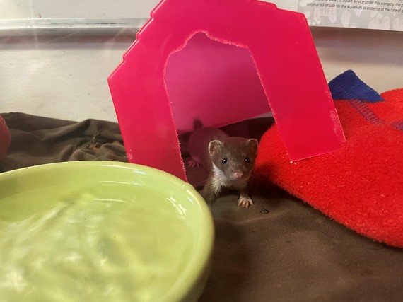 least weasel at a rehabber facility