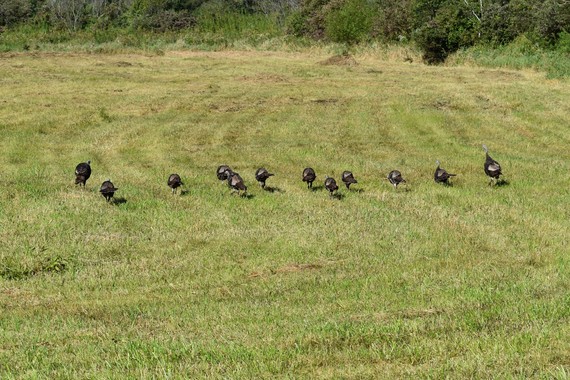 A brood of turkey in distant grass.