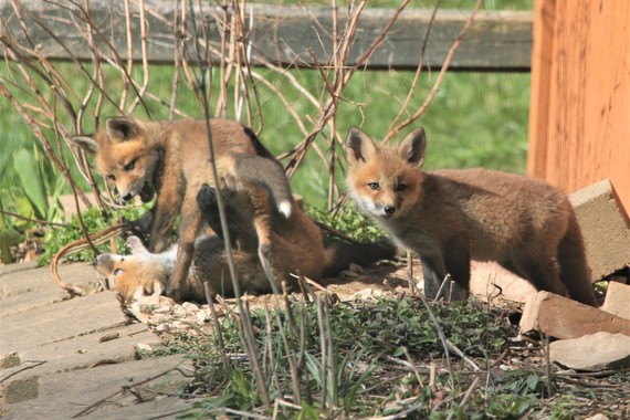 A baby red fox standing while another baby fox wrestles with a third fox.