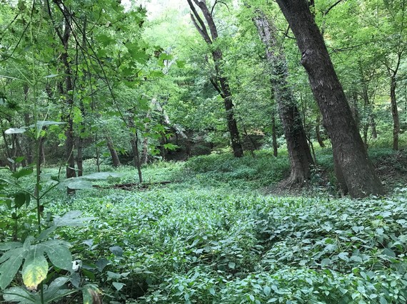 Greenery in a forest.