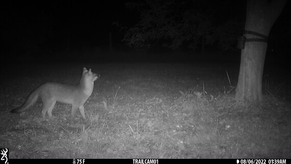 Trail camera capture of a gray fox in black and white.