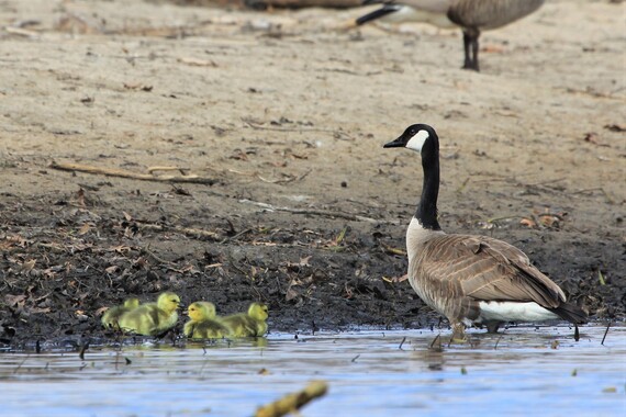A Canada goose by the water with its young.