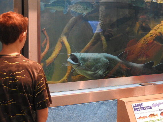A boy standing in front of a fish tank at the State Fair.