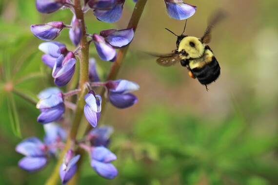 A bee on a lupine.