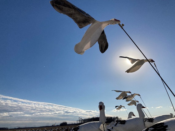 Snow goose decoys outdoors.