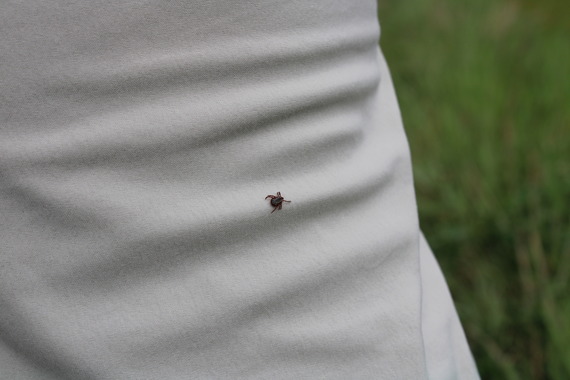 A tick on a pants leg.