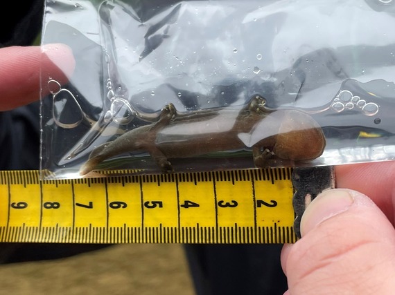 A Hellbender larvae being measured.