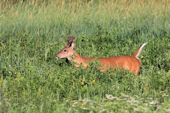 A deer in tall grass.