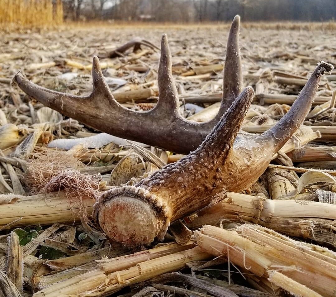 Shed antlers on the ground.