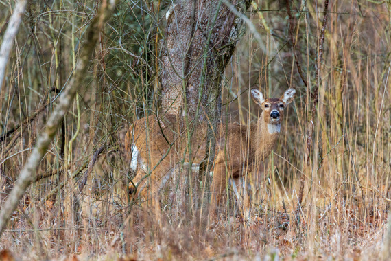 A deer between brush.