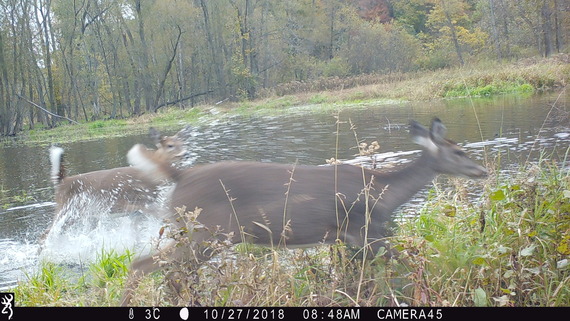 Two blurred deer running past a trail camera.