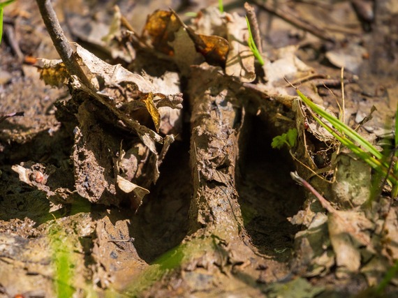 A deer track in mud.