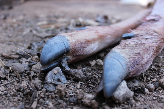 Deer hooves on the ground.