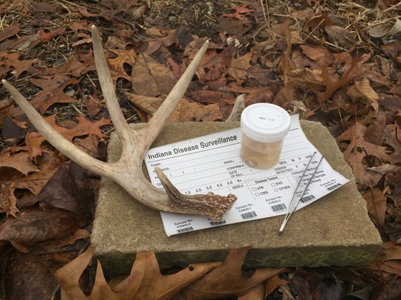 A paper saying “Indiana Disease Surveillance” besides antlers and a cup.