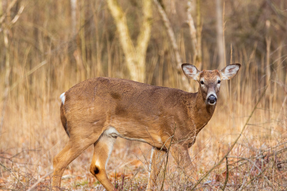 A deer standing in a field.