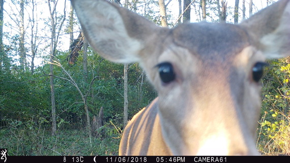 Trail camera photo of a deer close to the camera.