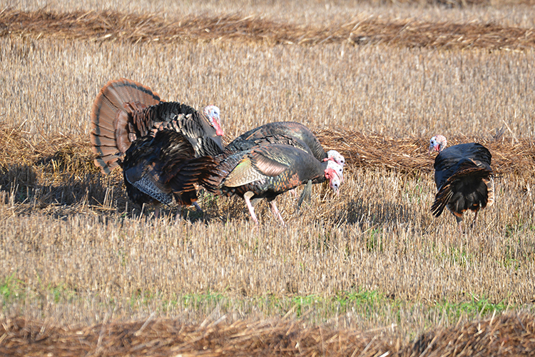Four turkey eating in a field.