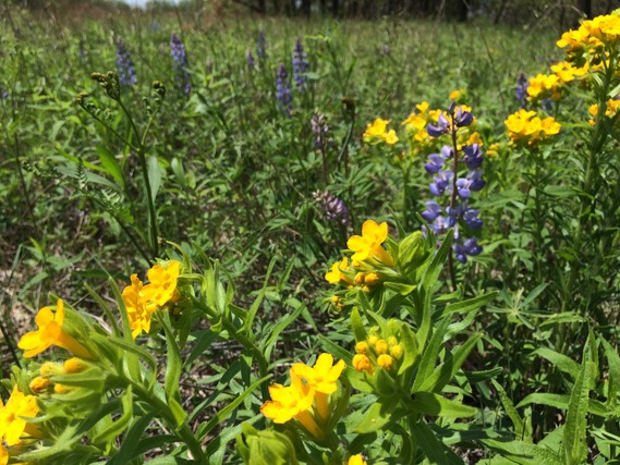 Close-up photo of purple and yellow flowers in greenery.