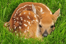 Fawn in grass.