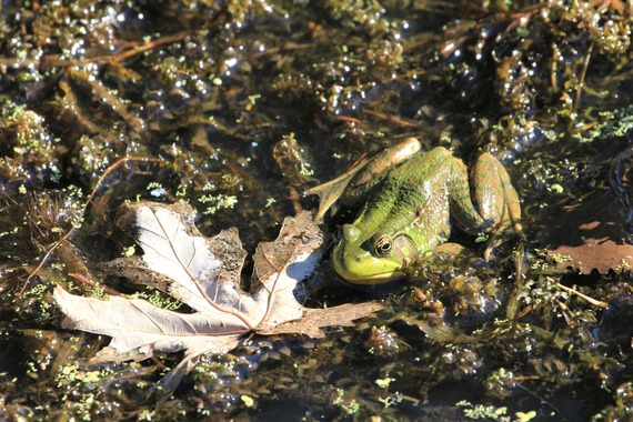 A green frog resting beside a leaf.