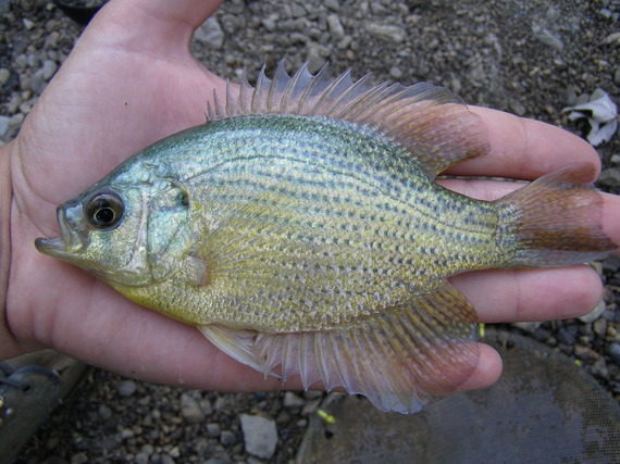 A fish in a hand.