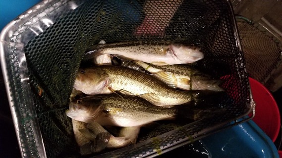 A dip net full of fish taken at night.