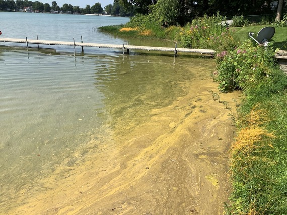 Algal bloom in a lake.