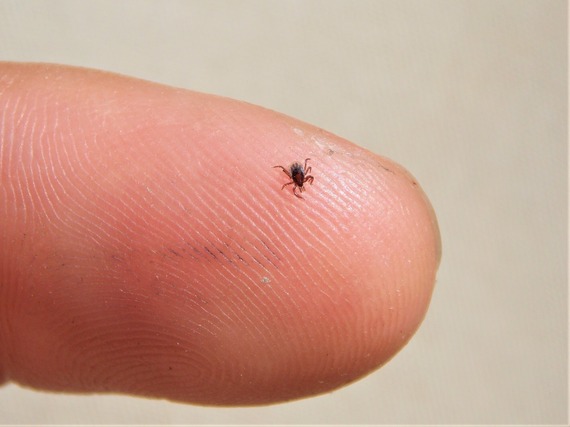 A tick on a finger.