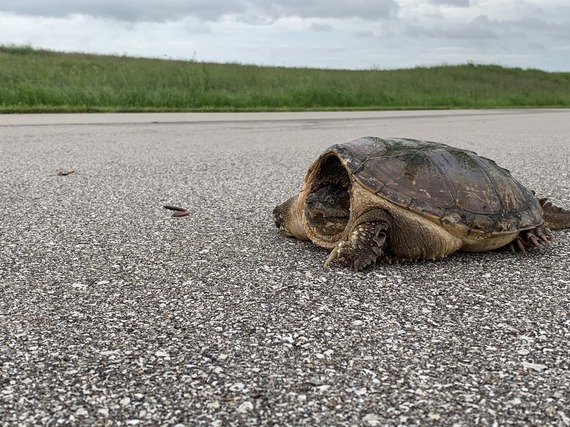 A common snapping turtle on a roadway.