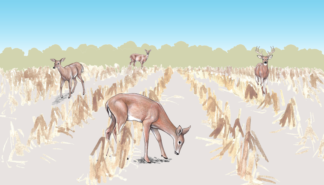 CWD illustration. Deer in a field.