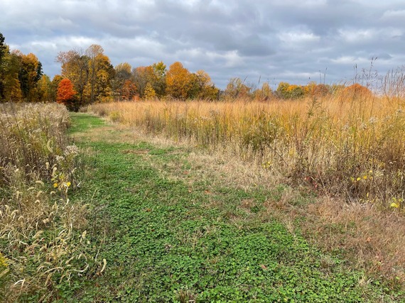 A path mowed between patches of tall grass, with orange and yellow trees in the background.