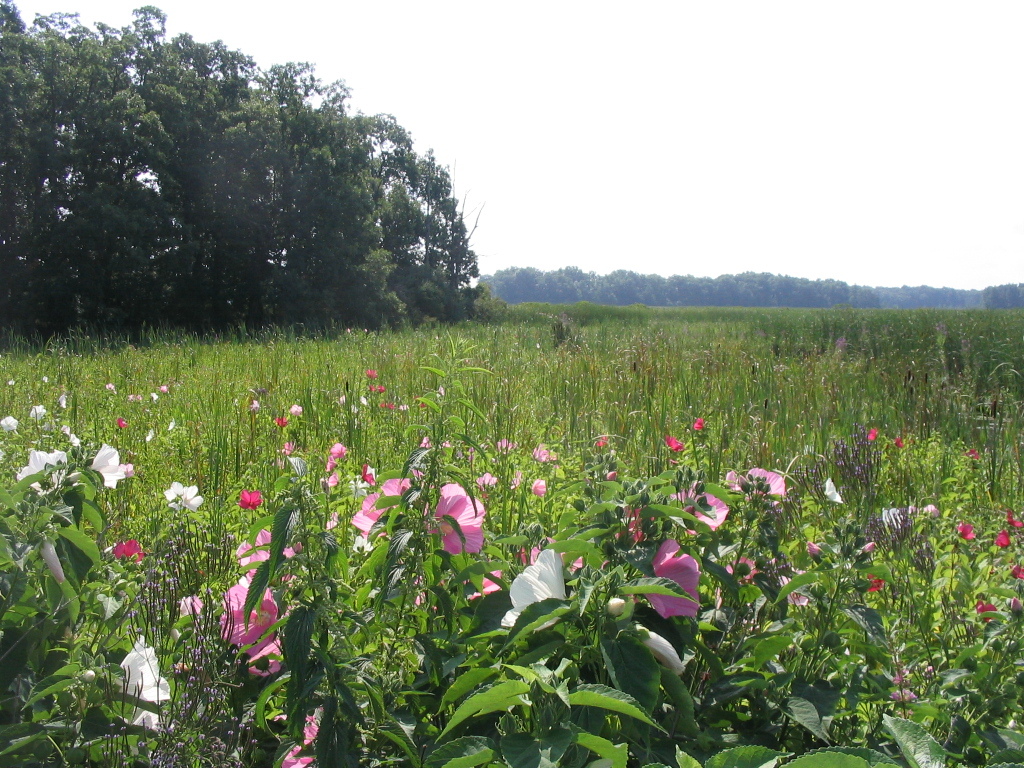 Manitou Island marsh.