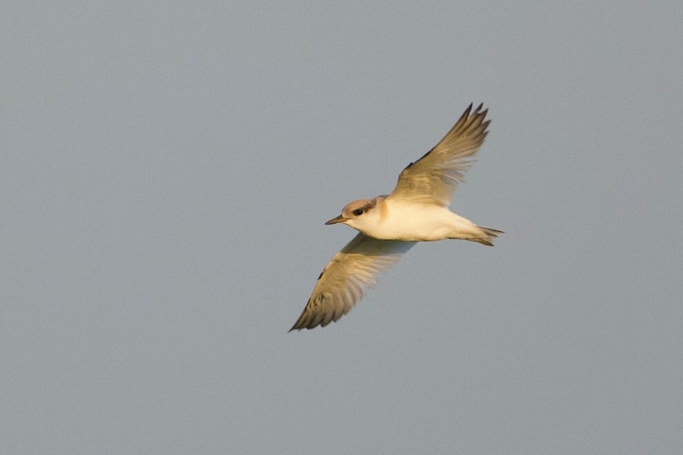 Young least tern in flight.